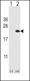 p18 antibody, PA5-24628, Invitrogen Antibodies, Western Blot image 