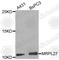 Mitochondrial Ribosomal Protein L27 antibody, A5982, ABclonal Technology, Western Blot image 