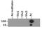 Histone Cluster 2 H3 Family Member D antibody, NB21-1144, Novus Biologicals, Dot Blot image 