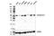 Gasdermin D antibody, 39754S, Cell Signaling Technology, Western Blot image 