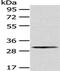 Aquaporin 3 (Gill Blood Group) antibody, CSB-PA531552, Cusabio, Western Blot image 