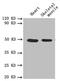 Plasminogen Activator, Urokinase antibody, CSB-PA14319A0Rb, Cusabio, Western Blot image 