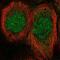 Mesoderm posterior protein 1 antibody, NBP2-57014, Novus Biologicals, Immunofluorescence image 