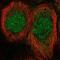 Mesoderm Posterior BHLH Transcription Factor 1 antibody, NBP2-57014, Novus Biologicals, Immunofluorescence image 