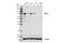 HNF1 Homeobox A antibody, 89670S, Cell Signaling Technology, Western Blot image 