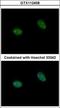 Prickle Planar Cell Polarity Protein 3 antibody, GTX112458, GeneTex, Immunocytochemistry image 