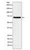 Chromatin Assembly Factor 1 Subunit B antibody, M03959-1, Boster Biological Technology, Western Blot image 