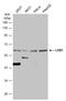 Serine/Threonine Kinase 11 antibody, GTX130697, GeneTex, Western Blot image 