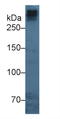 Apolipoprotein B antibody, LS-C663710, Lifespan Biosciences, Western Blot image 