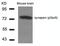 Synapsin I antibody, 79-487, ProSci, Western Blot image 