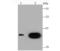 Galectin 1 antibody, NBP2-75499, Novus Biologicals, Western Blot image 