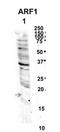 ADP Ribosylation Factor 1 antibody, orb330535, Biorbyt, Western Blot image 