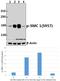 Structural Maintenance Of Chromosomes 1A antibody, A02148S957, Boster Biological Technology, Western Blot image 