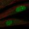 Twist-related protein 2 antibody, PA5-66539, Invitrogen Antibodies, Immunofluorescence image 
