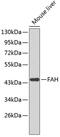 Fumarylacetoacetate Hydrolase antibody, 19-005, ProSci, Western Blot image 