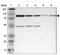 Activating Signal Cointegrator 1 Complex Subunit 2 antibody, NBP1-88815, Novus Biologicals, Western Blot image 