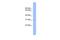 CCR4-NOT Transcription Complex Subunit 7 antibody, PA5-40570, Invitrogen Antibodies, Western Blot image 