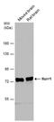 Nuclear Receptor Subfamily 4 Group A Member 2 antibody, PA5-78406, Invitrogen Antibodies, Western Blot image 