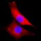 Mitogen-Activated Protein Kinase 1 antibody, MAB1230, R&D Systems, Immunofluorescence image 