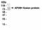 AP2M1 antibody, XW-7030, ProSci, Western Blot image 