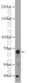 WD repeat-containing protein 81 antibody, 24874-1-AP, Proteintech Group, Western Blot image 