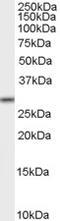 N-Methylpurine DNA Glycosylase antibody, LS-C55115, Lifespan Biosciences, Western Blot image 