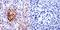 Cell Division Cycle 42 antibody, PA1-092, Invitrogen Antibodies, Immunohistochemistry frozen image 