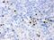 Lipocalin 2 antibody, PA5-79591, Invitrogen Antibodies, Immunohistochemistry frozen image 