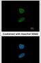 Forkhead box protein I1 antibody, PA5-30031, Invitrogen Antibodies, Immunofluorescence image 