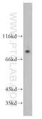 Guanylate Binding Protein 4 antibody, 17746-1-AP, Proteintech Group, Western Blot image 
