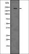 H2A Histone Family Member Z antibody, orb336523, Biorbyt, Western Blot image 