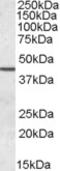 Septin 2 antibody, EB08931, Everest Biotech, Western Blot image 