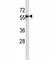 Madh7 antibody, F47826-0.4ML, NSJ Bioreagents, Western Blot image 