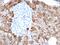 Tumor Associated Calcium Signal Transducer 2 antibody, AE00187, Aeonian Biotech, Immunohistochemistry frozen image 