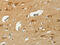 Kinesin Light Chain 1 antibody, CSB-PA907505, Cusabio, Immunohistochemistry frozen image 