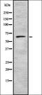BMP2 Inducible Kinase antibody, orb337674, Biorbyt, Western Blot image 