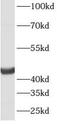 Cysteine protease ATG4B antibody, FNab00674, FineTest, Western Blot image 