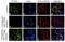 CD49D antibody, 711218, Invitrogen Antibodies, Immunofluorescence image 