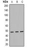 TEA Domain Transcription Factor 2 antibody, orb382464, Biorbyt, Western Blot image 