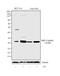 Heat Shock Protein Family B (Small) Member 1 antibody, 44-536G, Invitrogen Antibodies, Western Blot image 