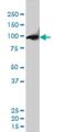 Chromosome Segregation 1 Like antibody, H00001434-M01, Novus Biologicals, Western Blot image 