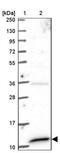 Translocase Of Inner Mitochondrial Membrane 13 antibody, NBP2-13431, Novus Biologicals, Western Blot image 