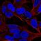 Apolipoprotein L4 antibody, NBP2-56108, Novus Biologicals, Immunofluorescence image 