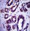 Autophagy Related 9B antibody, LS-C156625, Lifespan Biosciences, Immunohistochemistry paraffin image 
