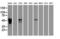 Alpha-1-antitrypsin antibody, LS-B12084, Lifespan Biosciences, Immunofluorescence image 