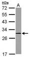 Calpain Small Subunit 1 antibody, GTX118130, GeneTex, Western Blot image 
