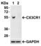 C-X3-C Motif Chemokine Receptor 1 antibody, GTX31260, GeneTex, Western Blot image 