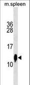 Cystatin C antibody, LS-C158190, Lifespan Biosciences, Western Blot image 