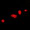 DCAF7 antibody, orb341181, Biorbyt, Immunofluorescence image 