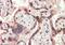 Teratocarcinoma-Derived Growth Factor 1 antibody, PA5-18951, Invitrogen Antibodies, Immunohistochemistry frozen image 